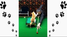Animali divertenti  Video di animali dolci e divertenti