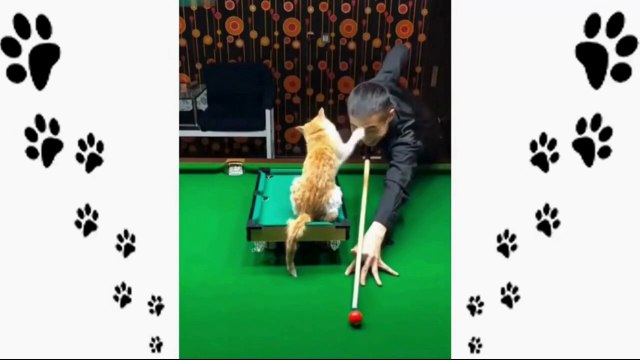 Animali divertenti Video di animali dolci e divertenti