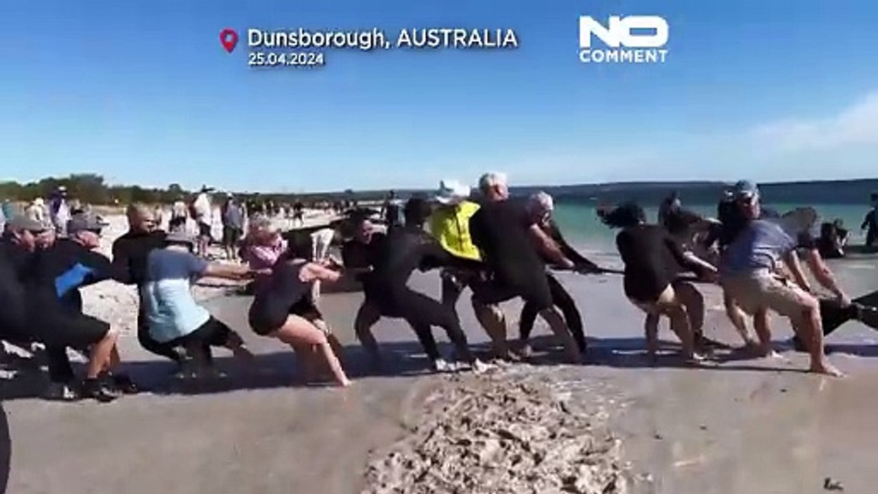 Dramatische Rettung: 160 Grindwale vor Australischer Küste gestrandet