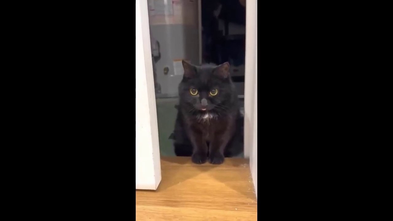 Funniest Animals  Best Funny Cats and Dogs Cute Baby Dogs