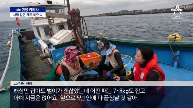 [현장 카메라]사라진 미역·톳…사막화 되는 제주 앞바다