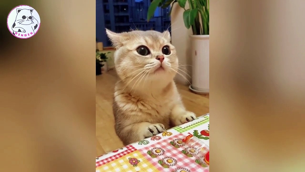 Funniest Cat Fails _ DINDIN -  The Cutest & Funniest Animal Compilation!
