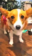 cute corgi dogs baby