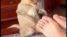 funny pet try not to laugh