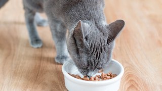 Katzenfutter im Test: Dieses Discounter-Produkt überzeugt