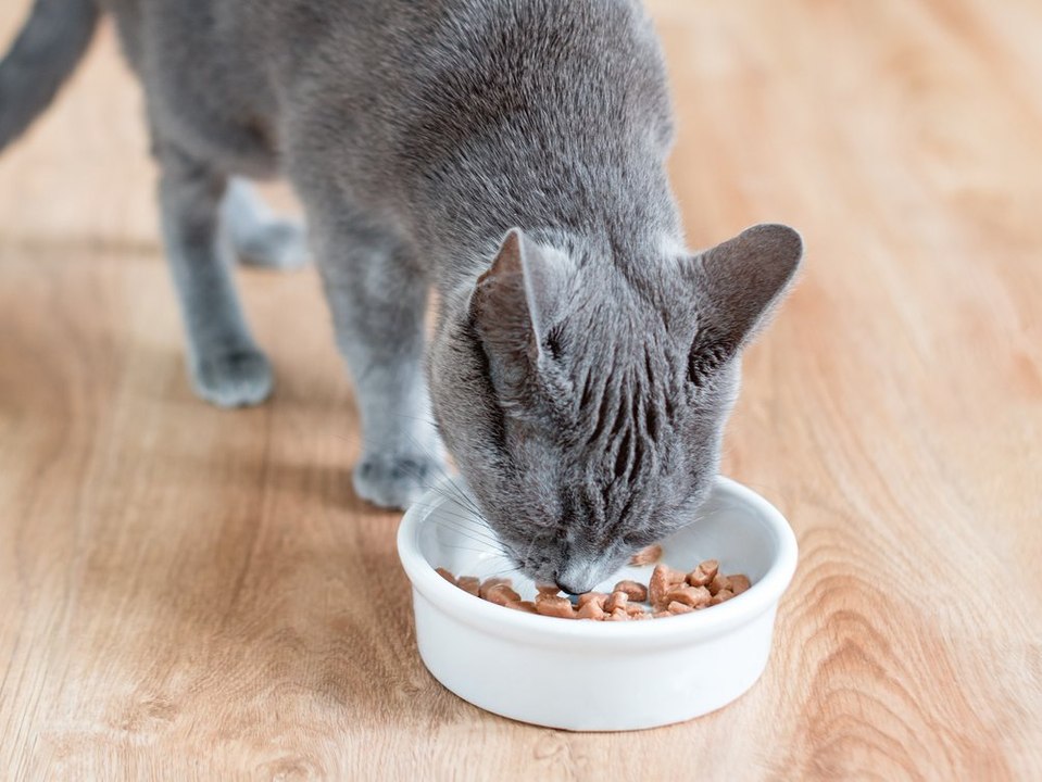 Katzenfutter im Test: Dieses Discounter-Produkt überzeugt