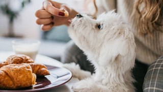 These human foods are making your dog pack on the pounds