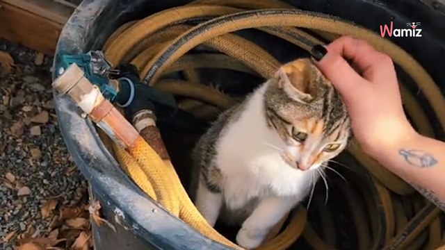 La serre du jardin est envahie de squatteurs : 1,9M de personnes sont ébahies devant cette intrusion (vidéo)