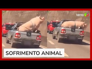 Vídeo flagra porco e cabrito sendo transportados na traseira de caminhonete em SP