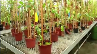 AI to Help Researchers Discover Which Plants Might Be Harboring Miracle Cures