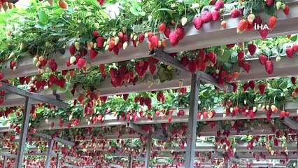 Ordu'da 6 dönüm alana ekti, pazar sıkıntısı yok: Köşeyi döndüren kazanç 5 milyon TL!