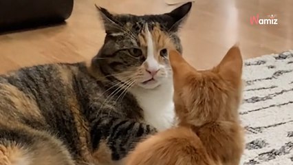 Ils ramènent un chaton à la maison : vu la tête de la chatte déjà présente, ils n'ont pas demandé d'autorisation !