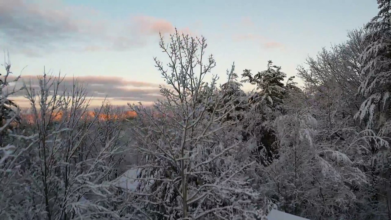Snow Trees Winter - video Dailymotion