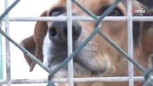 Más de 150 perros de Ceuta, condenados al encierro: miles de personas estallan por el motivo