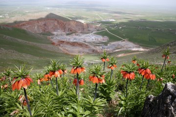 1800 rakımın 20 günlük süsleri: Ters laleler