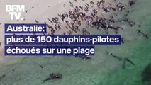 Plus de 150 dauphins-pilotes se sont échoués sur une plage dans le sud-ouest de l'Australie