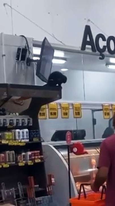 Macaco ‘toma uma’, come alimento e é capturado após invadir supermercado