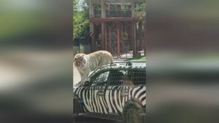 Lazy tiger hitches ride on car bonnet around safari park
