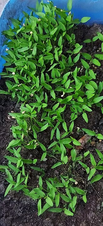 Chili seedlings