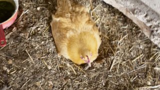 Woman super proud of the hen on her farm after meeting her adorable baby chicks