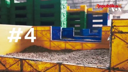 Si Maggot Pahlawan Sampah Makanan