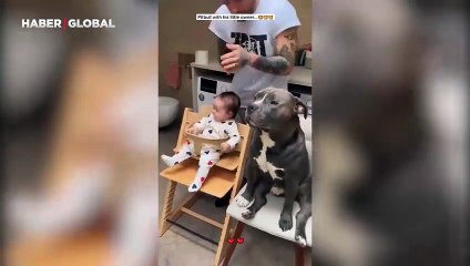 Evin köpeğiyle yeni doğan bebeğin uyumu görenlerin yüreklerini ısıttı