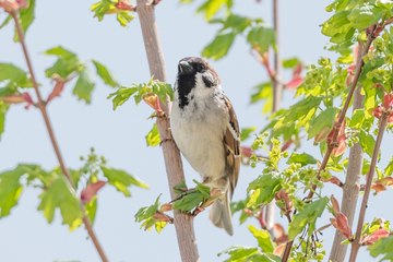 Doğayla iç içe vakit geçirmek isteyenlerin tercihi Millet Bahçeleri