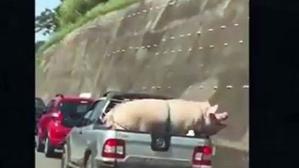 Porco e cabrito são transportados sem proteção em caminhonete na Rodovia Raposo Tavares