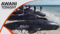 AWANI Tonight: 160 whales beached in western Australia, at least 26 died