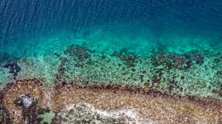 Barrera de coral australiana sufre el peor blanqueamiento de la historia