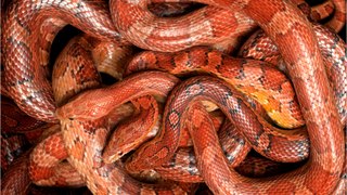 Gigantischer Fund: Forscher finden Schlangen-Skelett in Indien