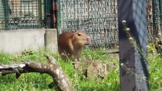 Kapibary w łódzkim zoo