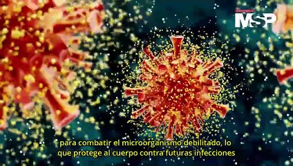 ¿Cómo funcionan las vacunas vivas atenuadas? - #EspecialMSP