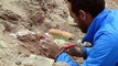 Investigadores argentinos descubrieron un nuevo dinosaurio herbívoro