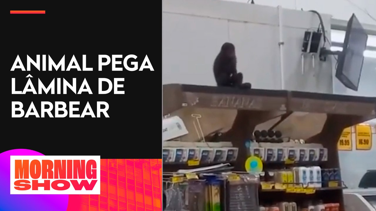 Macaco invade supermercado e é flagrado bebendo cerveja e comendo pinhão