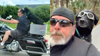 Dog loves riding on owner's Harley-Davidson - and has own seat and goggles