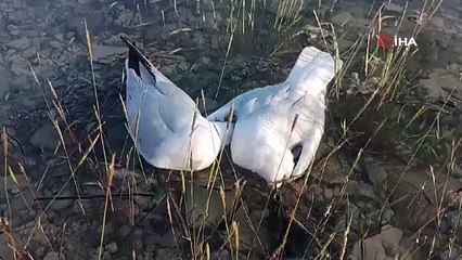 Yalancı veba martıları böyle vurdu! İnsanlara bulaşma riski var mı?
