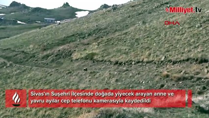 Anne ayı ve yavruları yiyecek ararken görüntülendi