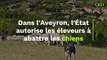 Dans l'Aveyron, l'État autorise les éleveurs à abattre les chiens