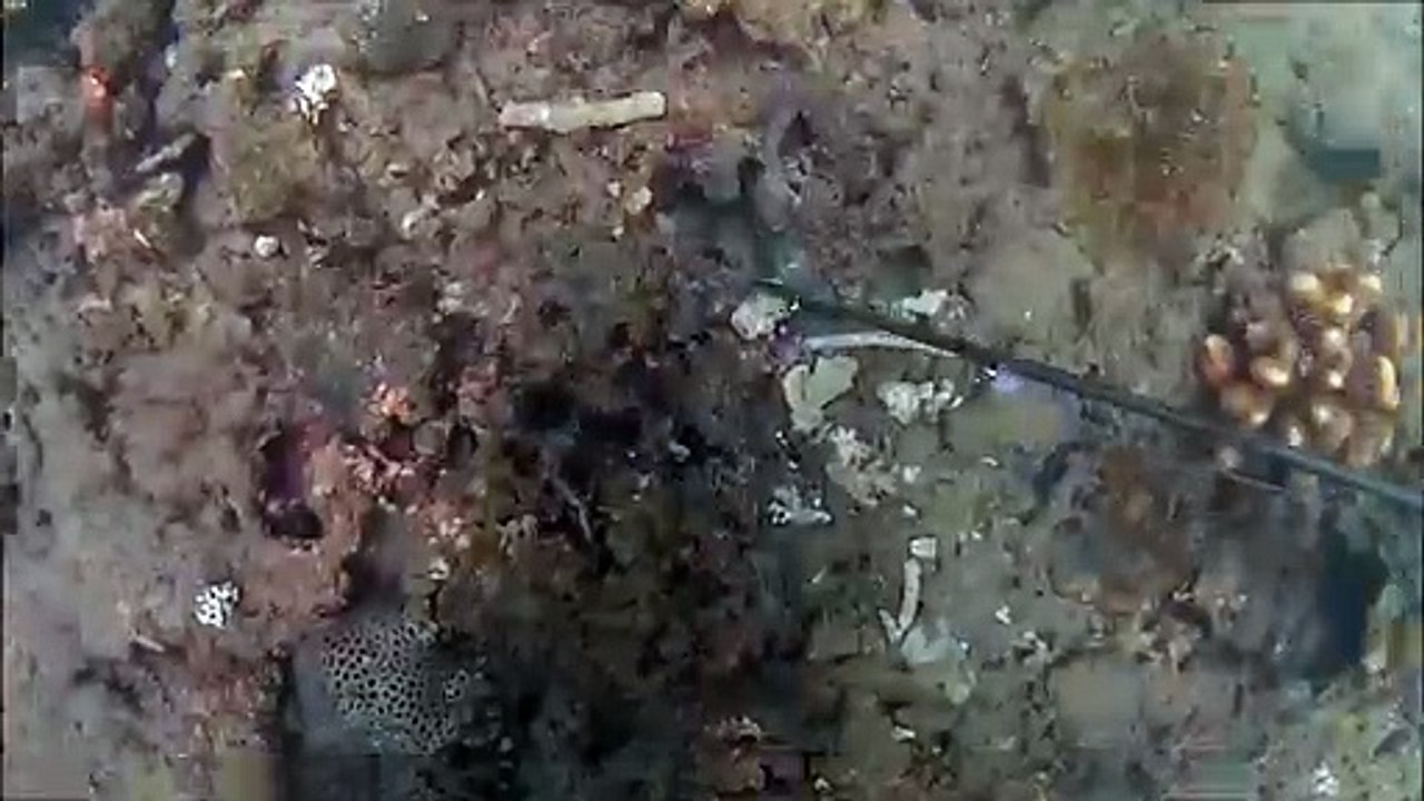 catch octopus