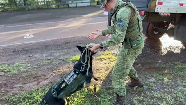 PF e BPFron apreendem caminhão carregado com uma tonelada e meia de maconha