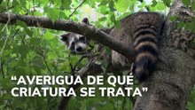 "Averigua de qué criatura se trata"