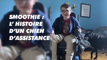 Smoothie : l'histoire d'un chien d'assistance