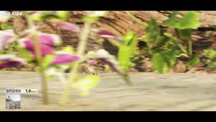 SPEED COMPARISON 3D | Animals 