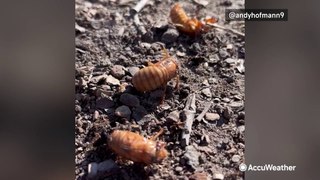 Cicadas emerge in Illinois