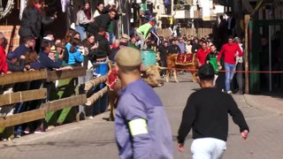 Beas de Segura vive el día grande de las fiestas de San Marcos con 80 'toros ensogaos'