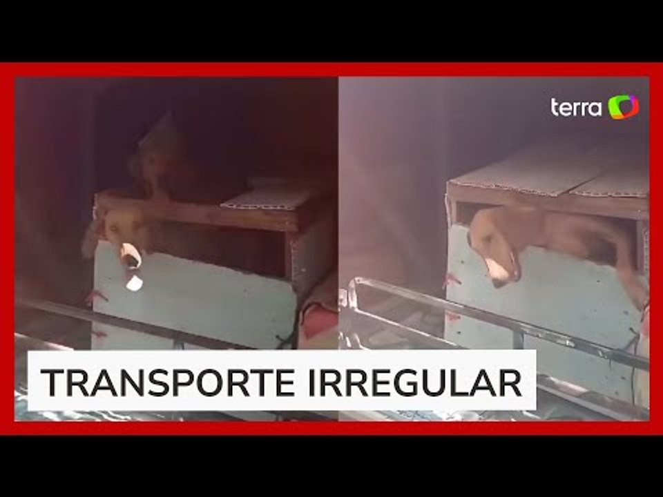 PRF resgata seis cães transportados em bagageiro de ônibus em Goiás