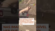 Vídeo flagra porco e cabrito sendo transportados na traseira de caminhonete em SP #shorts