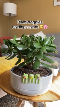 Adorables grenouilles de plantes