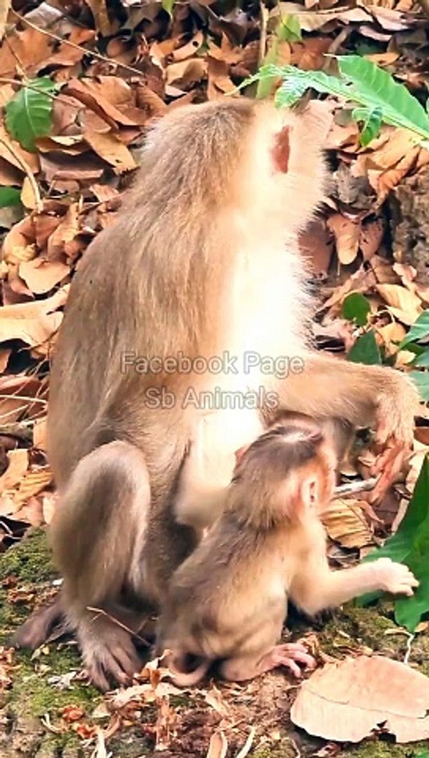 Animals Shorts, Monkey Shorts #Animals#Wildanimals